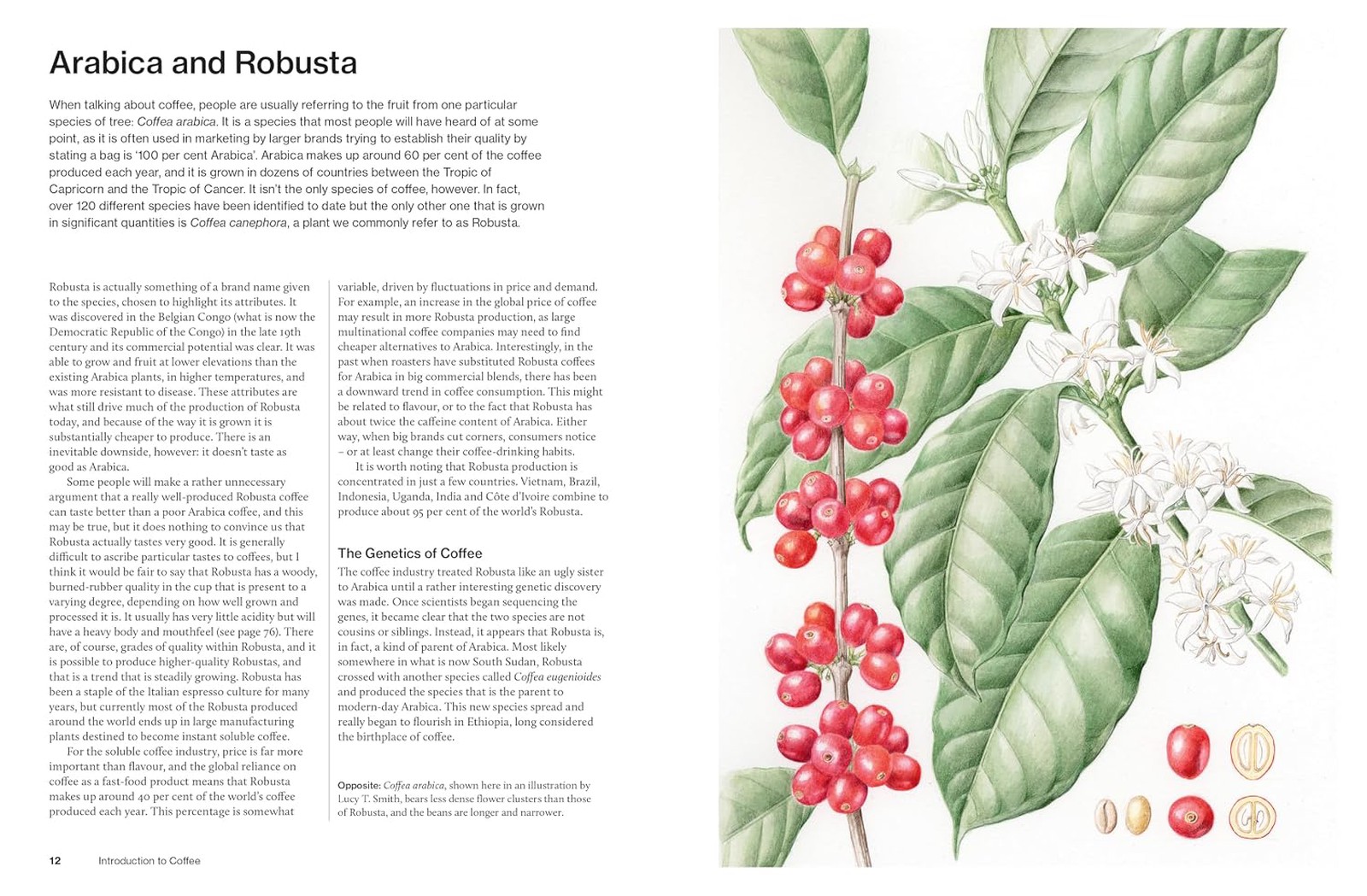 The World Atlas of Coffee (3.ª edición) - Vista 4